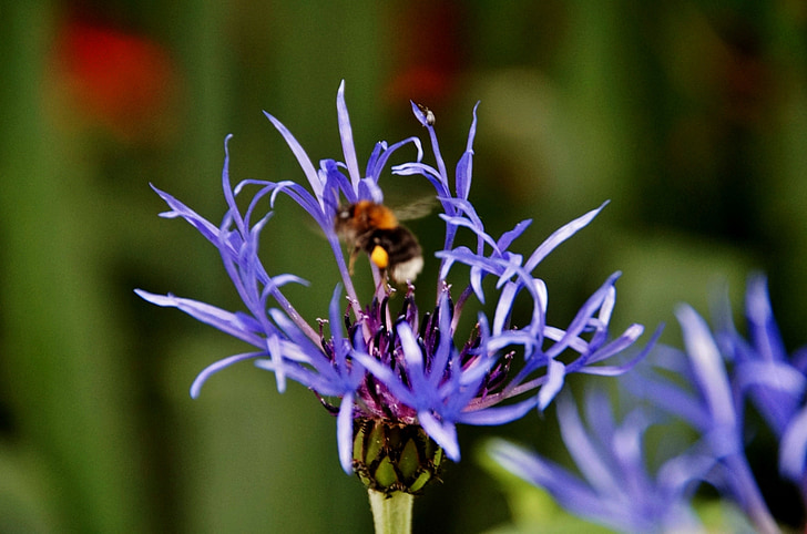 Aciano, bumble-bee, flor, azul, insectos