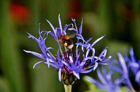 Kornblomst, humlebi, blomst, blå, insekt