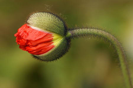 flor de rosella, flor, Rosella, brot, plega, mohngewaechs, macro