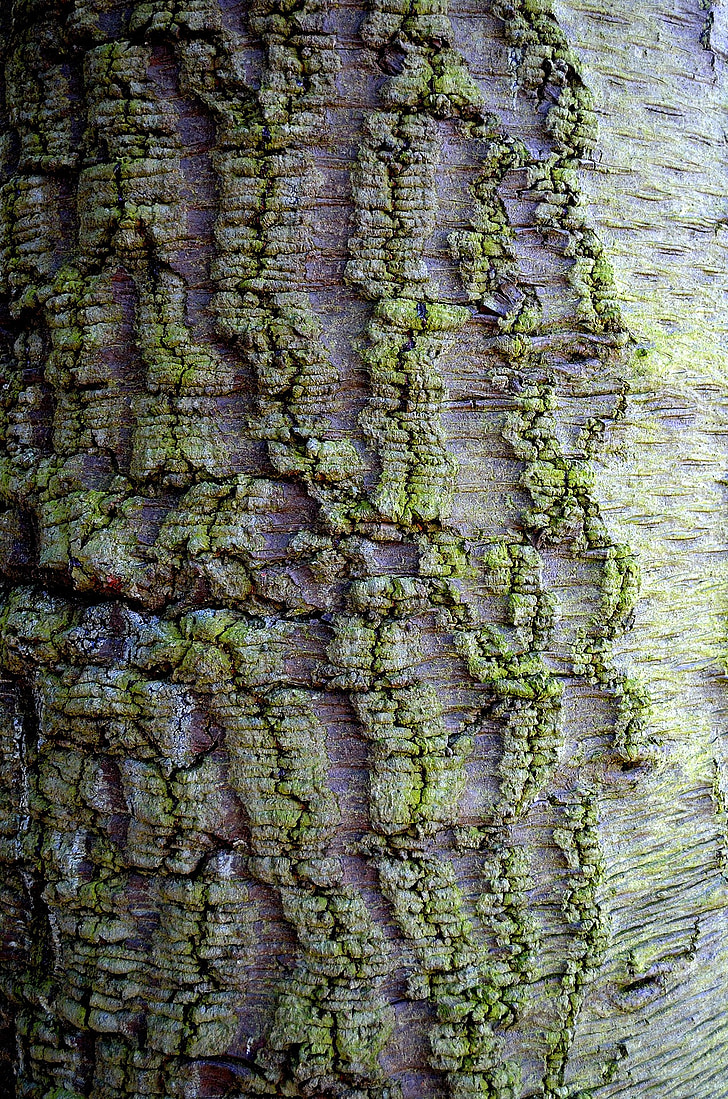 bark, träd, bakgrund, naturen, form, brun, trä