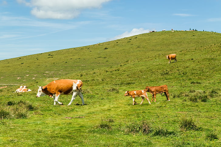 lehmät, niitty, laidun, sininen taivas