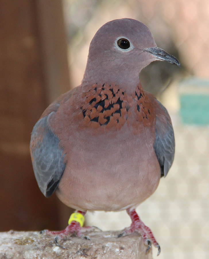 Сенегал глухи, Сенегал, гълъб