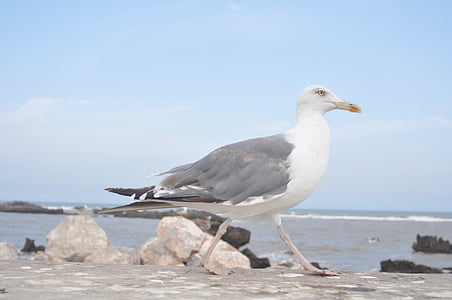 pájaro, mar, fauna, Seagull, animal