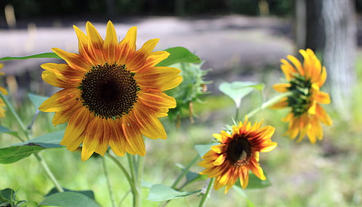 sunflower, firecracker, garden, multiple, summer, outdoors, sun