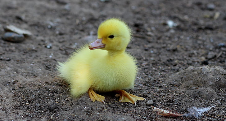 Bebek, burung, kuning, berbulu, ayam, kecil, Manis