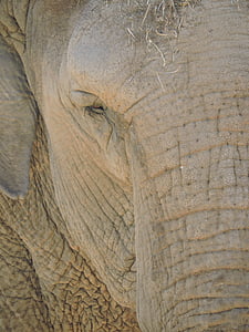 elefant, djur, Afrika, öga, ansikte, huden