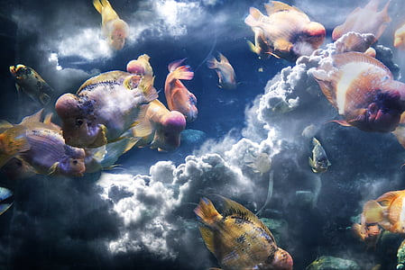žuvis, debesys, sudėtis, jūra, dangus, banga, Gamta