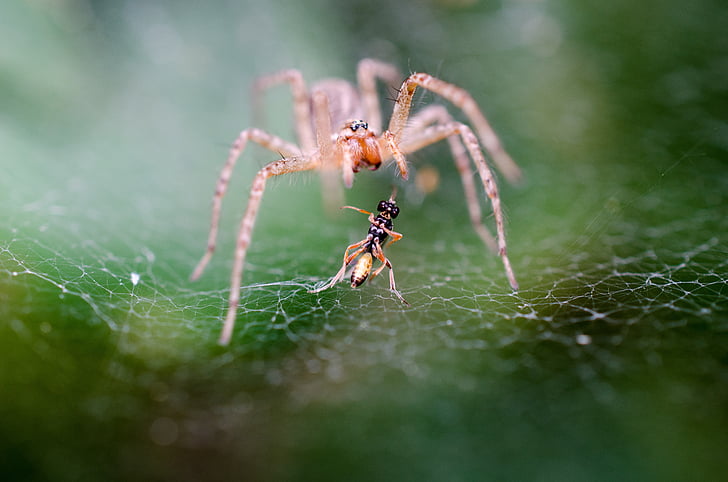 Ant, close-up, spindelvæv, insekter, makro, edderkop, spider's web