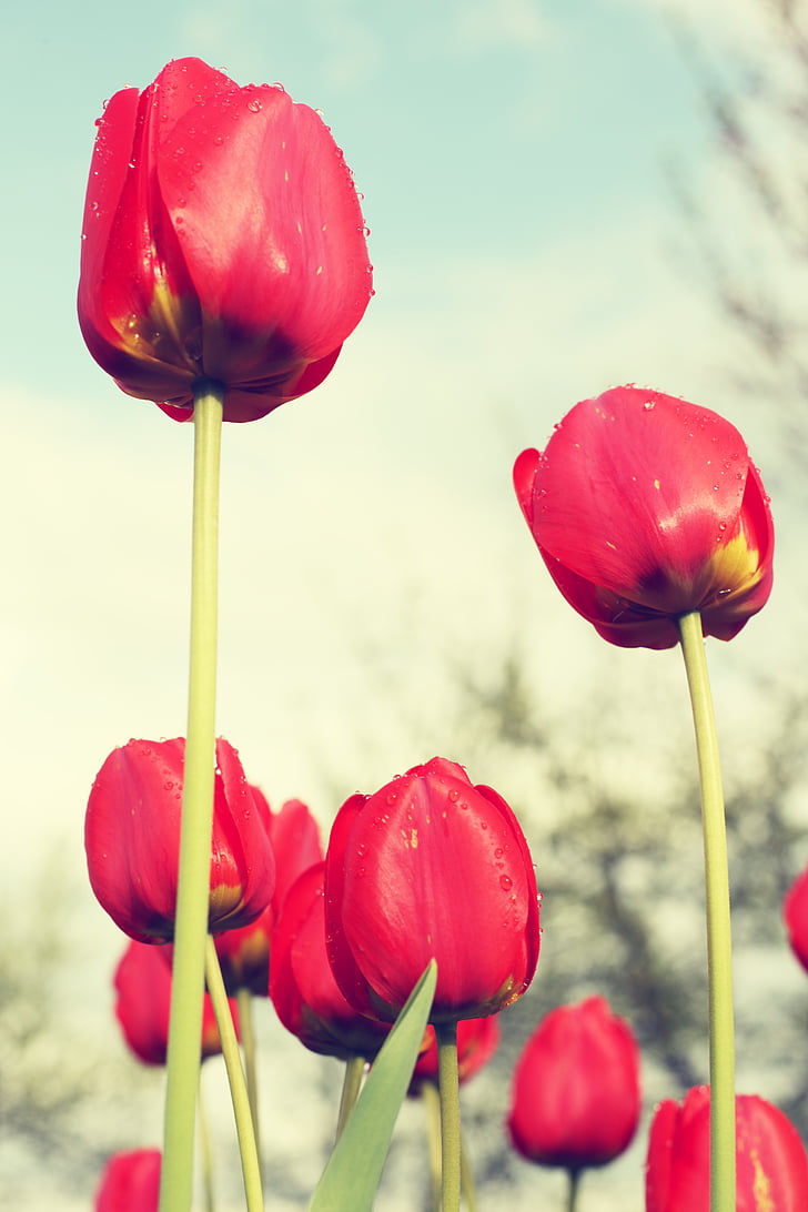 red tulips, field, flowers, sad, feelings, red, plant