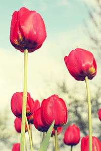 tulipas vermelhas, campo, flores, triste, sentimentos, vermelho, planta