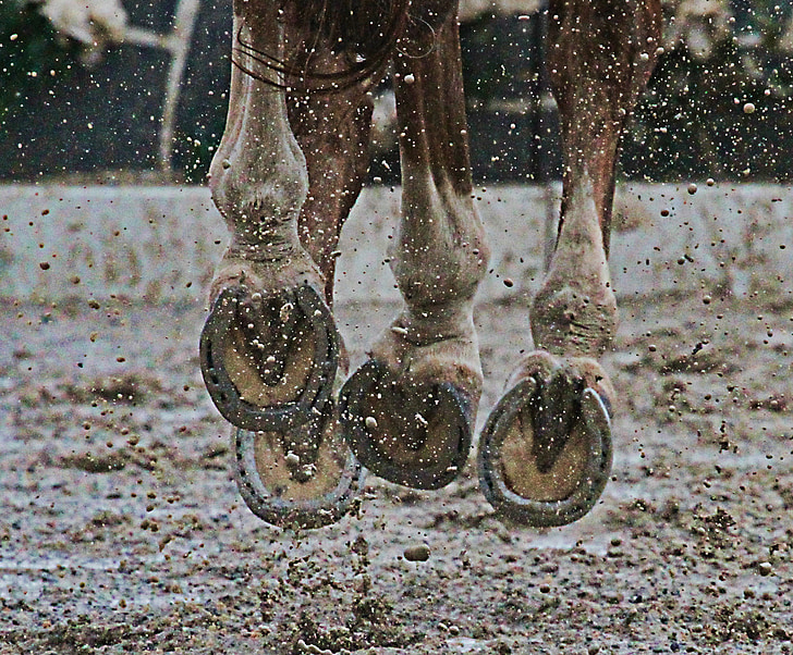 horse, hooves, mud, animal, sport, sporthorse, action