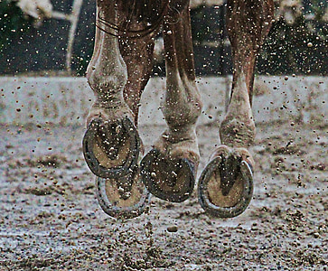 hest, hover, Mud, dyr, sport, sporthorse, handlingen