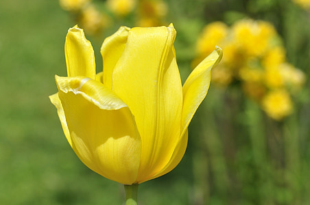 tulip, flower, blossom, bloom, yellow, yellow flower, plant