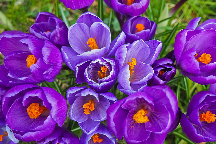 crocus, flower, spring, spring flower, blossom, bloom, purple