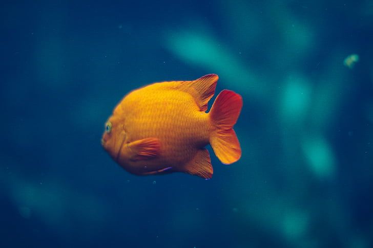 Gold, ryby, akvárium, pod vodou, jedno zviera, zvieracie motívy, morský život