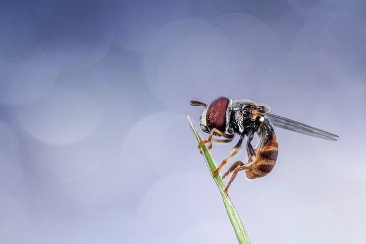 hoverfly, serangga, makro, alam, hewan, satwa liar, di luar rumah