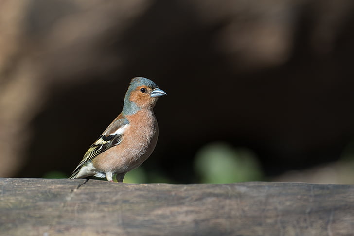 chaffinch, bird, fringilla coelebs, songbird, animal, plumage, male