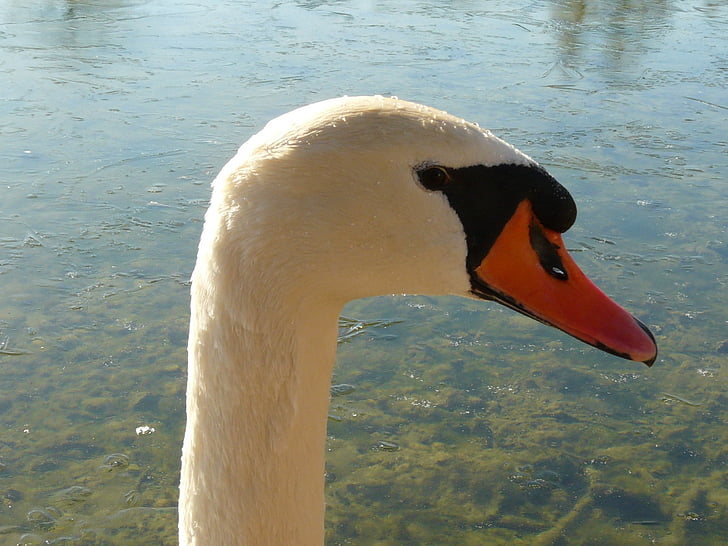 Swan, Gooseneck, proiect de lege, animale, pasăre de apă, pasăre