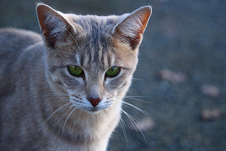 кішка, Скумбрія, бетону, кошеня, порода кішки, вуса, кішка обличчя