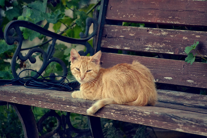 kotě na lavičce, kočka na mě dívá, domácí zvíře, zvíře, kočka, Fajn, domácí