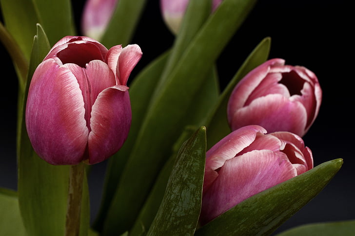 tulipes, fleurs, Rose, nature, printemps, l’éveil du printemps, Frühlingsanfang