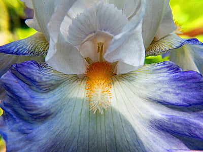 Hemerocallis, lliri, flors, blau, blanc, flor, flor