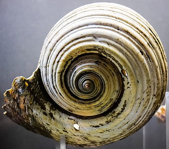 shell, natuur, Seashell, dieren in het wild, zee, Thalassa museum, Ayia napa
