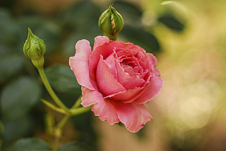 Rose, fleur, jardin, Romance, romantique, pétales, été