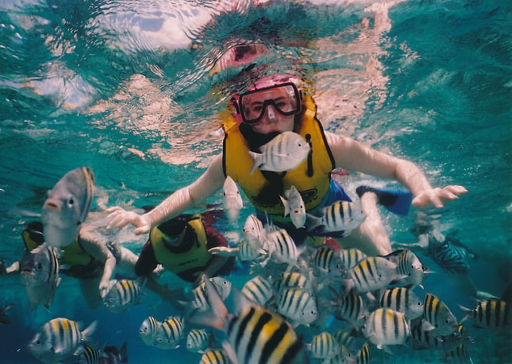 reef snorkeling, snorkeler, reef, underwater, sea, water, caribbean