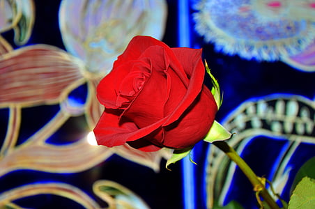 τριαντάφυλλο, κόκκινο, λουλούδι, λάμψη, κόκκινο τριαντάφυλλο