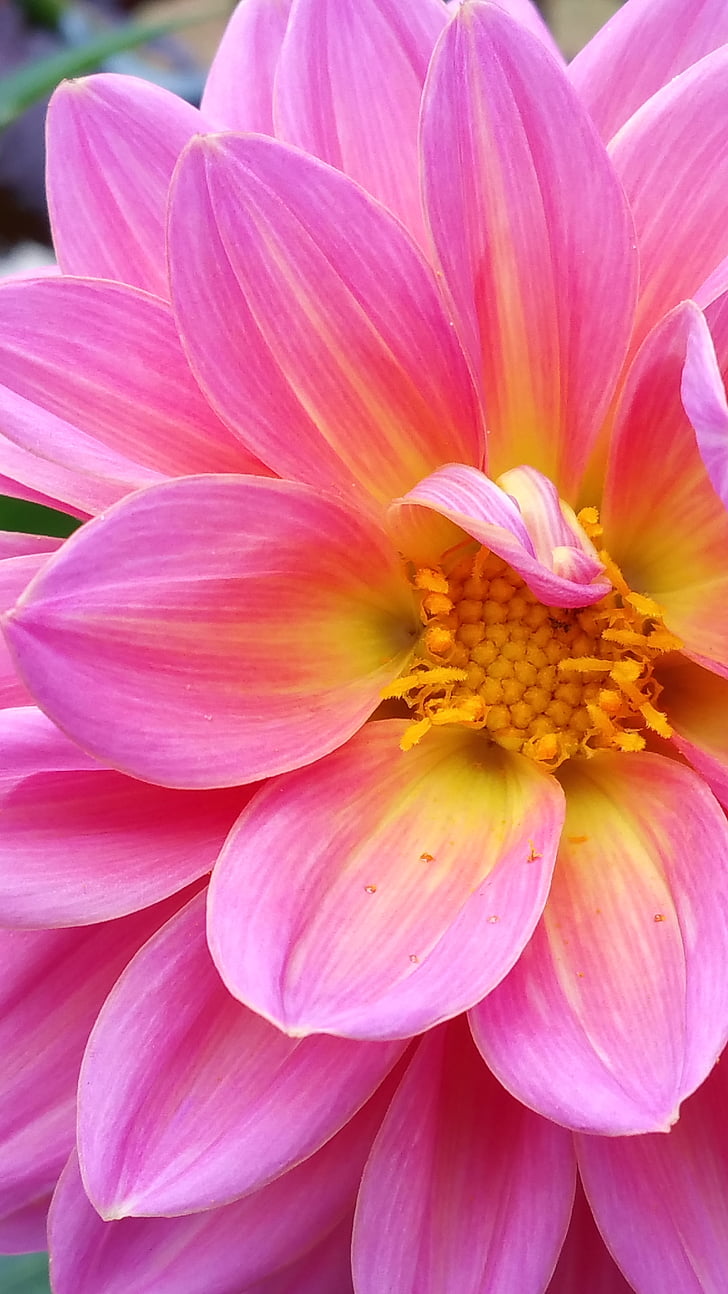 Dahlie, Rosa, Flo, Blume, Blüte, Bloom, Natur