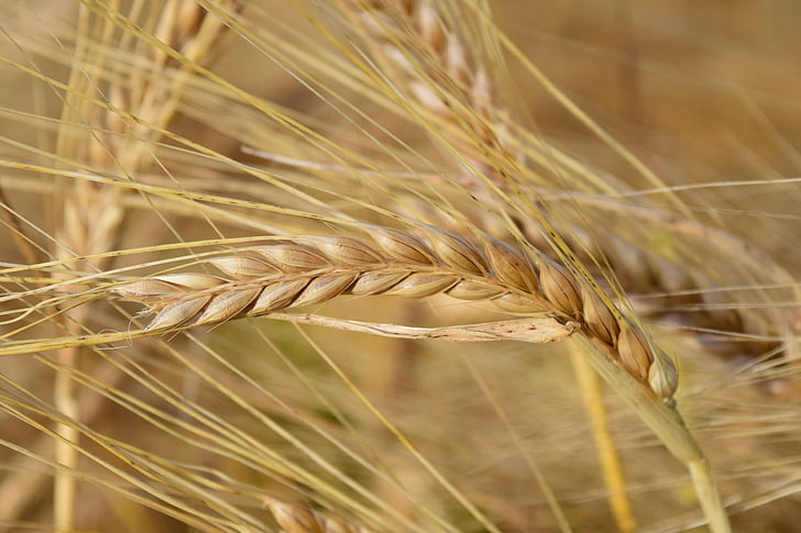 barley, ear, cereals, barley field, grain, nature, nourishing barley