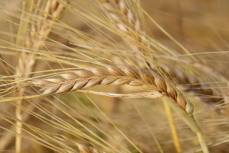 cebada, oído, cereales, campo de cebada, grano, naturaleza, nutritiva de la cebada