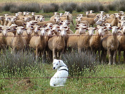 dog, schäfer dog, flock, flock of sheep, animals, sheep, attention