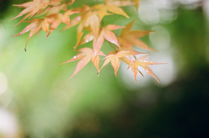 autunno, foglie di autunno, foglie, calendario, Foto, natura