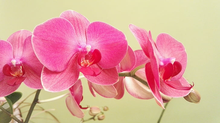 orchid kupu-kupu, Anggrek, Anggrek, bunga, tanaman, houseplant, merah muda