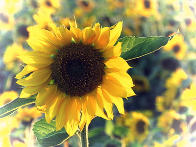 태양 꽃, 노란색, 해바라기 밭, 닫기, 여름, 편집