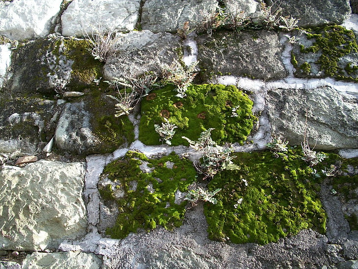 Moss, hornworts, liverworts, lav, steinmur, steinen banen, mosegrodd