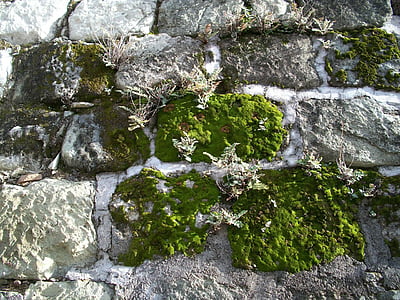 мъх, hornworts, Мъничета за растения, лишеи, каменна стена, каменна пътека, мъхнат