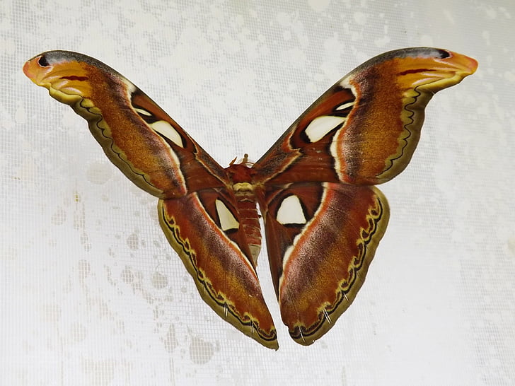 πεταλούδα, attacus atlas, διανυκτέρευση, το μεγαλύτερο, καφέ