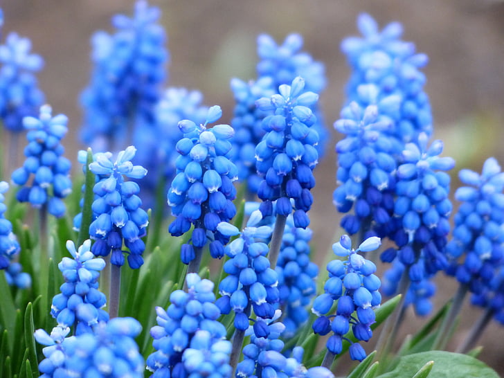 muscari, common grape hyacinth, blossom, bloom, flower, blue, ornamental plant