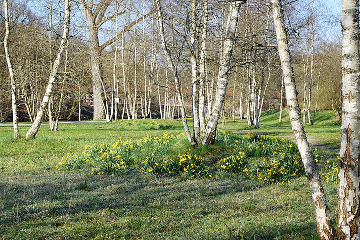 birch, park, nature, green