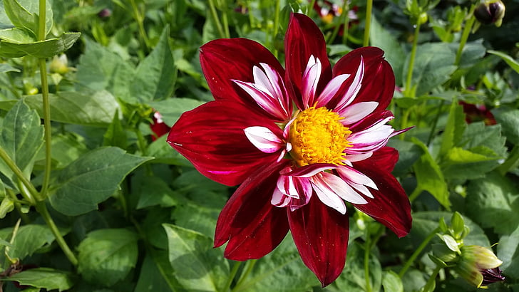 flowers, blossom, bloom, plant