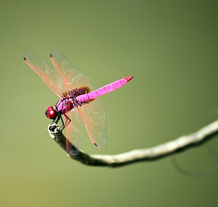 dragonfly, insect, wing, fly, bug, wild, fragility