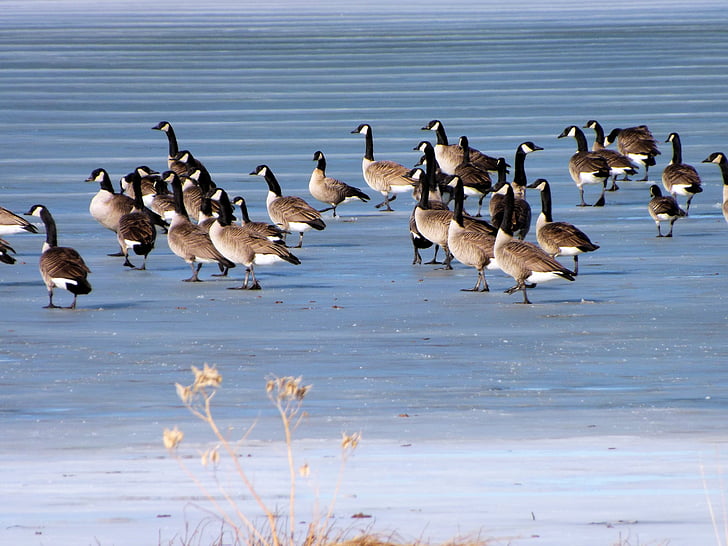 гъски, лед, езеро, зимни, студено, мигриране, на открито