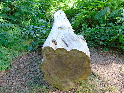 albero, tronco, foresta, legno, natura, legname, legname