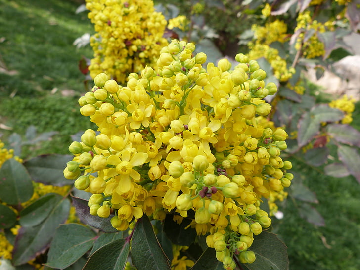 fiori, primavera, giallo, luminoso, natura, fiori gialli, fiori di primavera