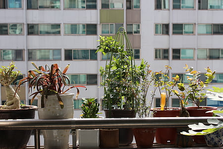 kapseldatud taim, Apartments, veranda, taimed, inimesed tree, mustikas, luuderohi