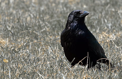 raven, bird, raven bird, black, birds, animal, animal world