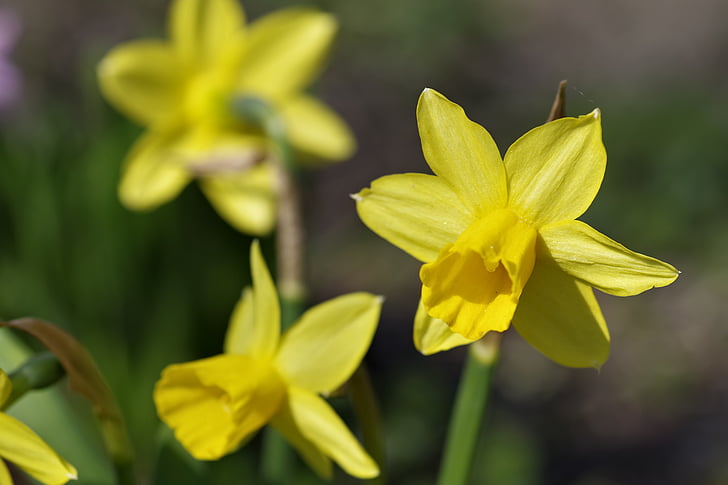 daffodils, flower, spring, garden, sunny, yellow, plant
